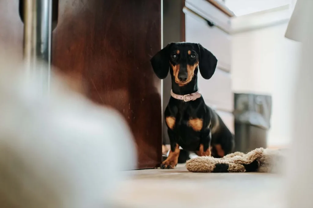 Chien dans l'atelier Clapasson & Fils Haute-Savoie